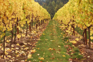 Rows of grapevines running across a sunlit hillside in Oregon wine country