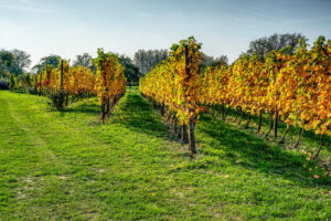 Rows of vines turning golden yellow in a vineyard during autumn harvest season