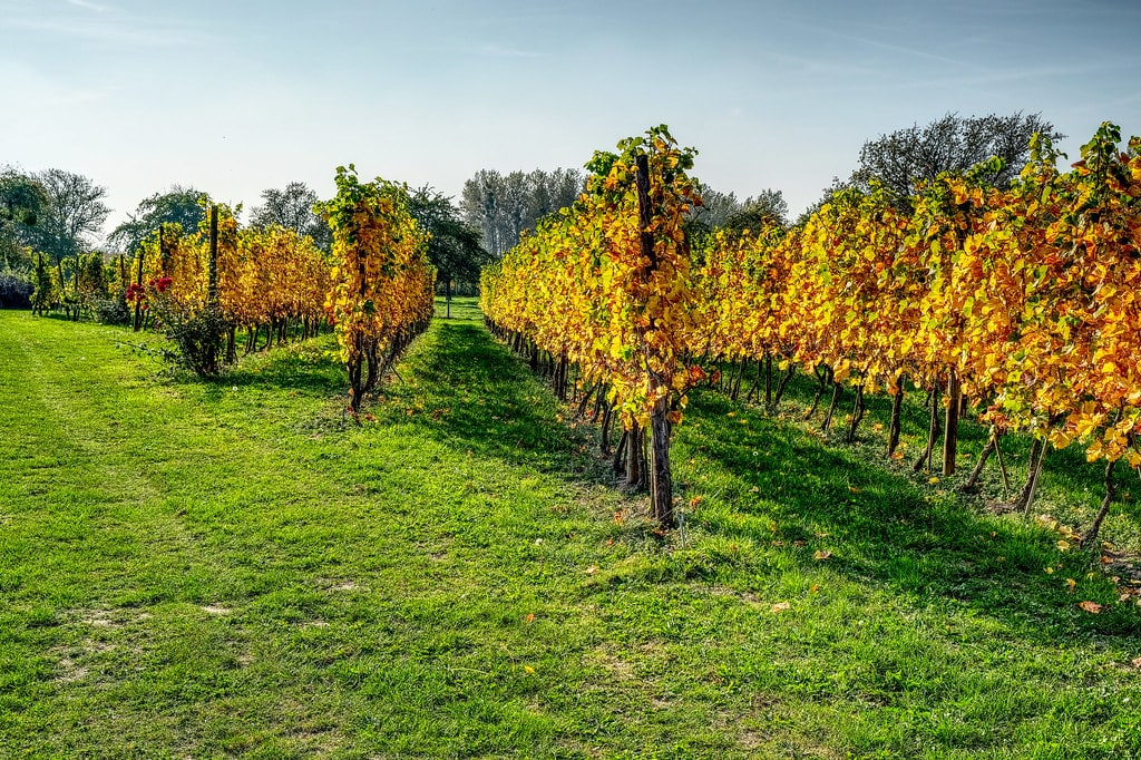 Rows of vines turning golden yellow in a vineyard during autumn harvest season